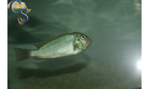 Pseudosimochromis curvifrons Isanga